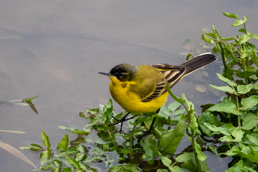Western Yellow Wagtail