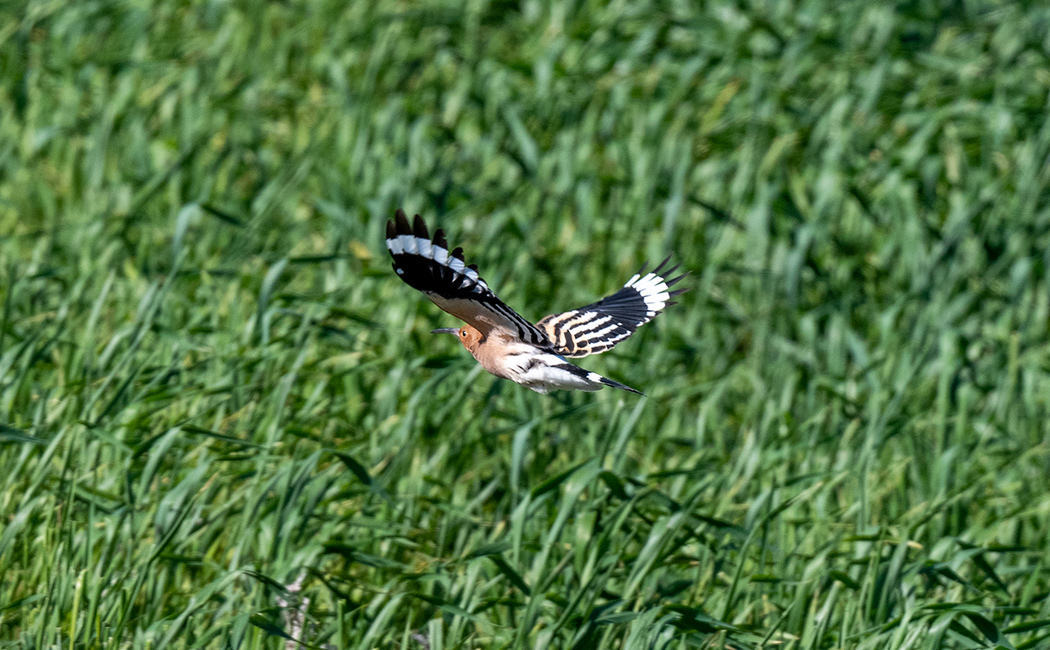 Common Hoopoe