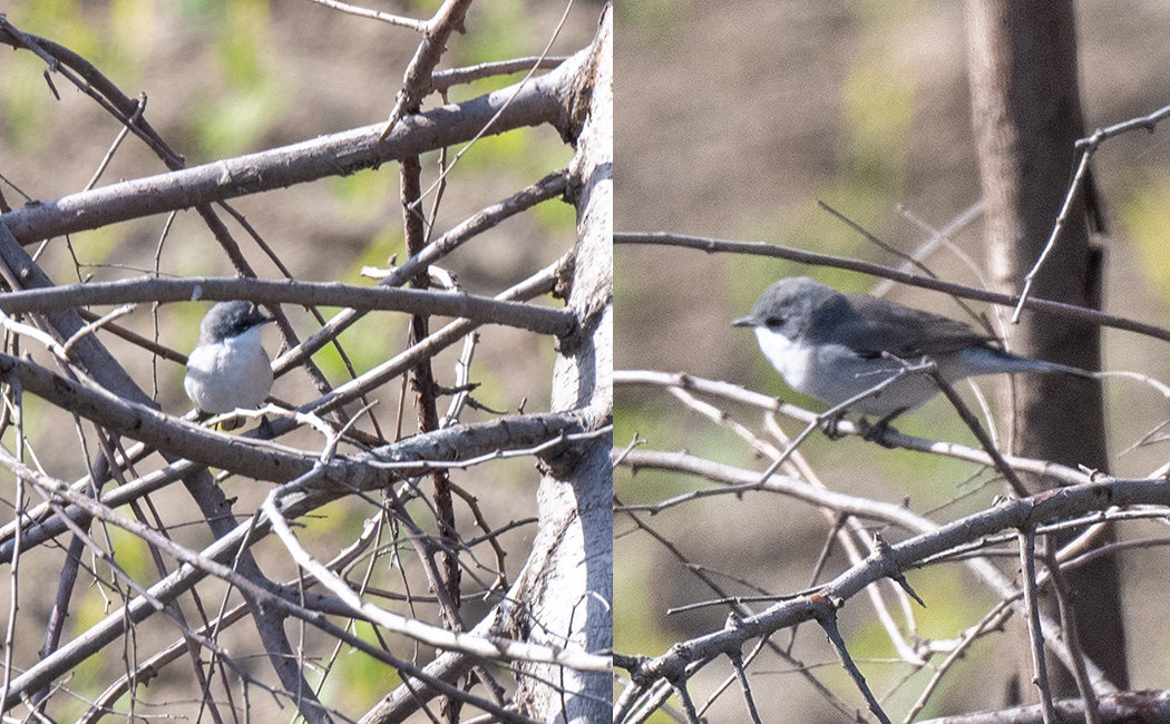 Lesser Whitethroat