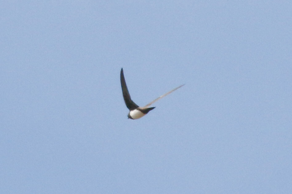 Alpine Swift