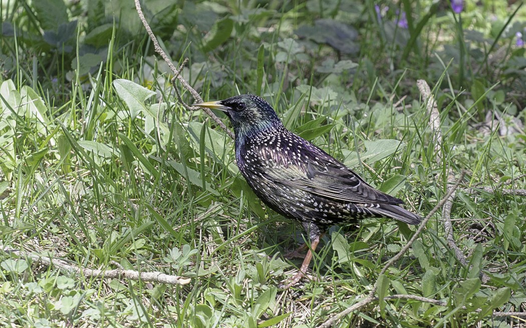 Common Starling