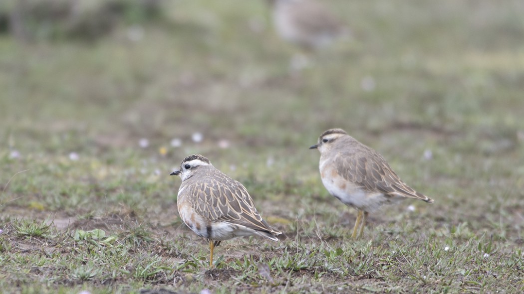 Eurasian Dotterel