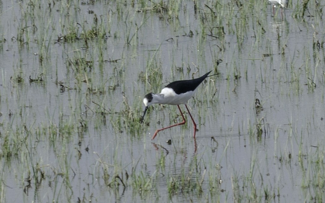Black-winged Stilt