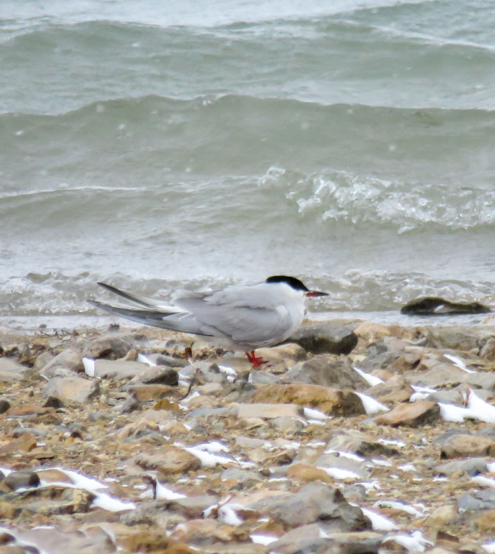 Common Tern