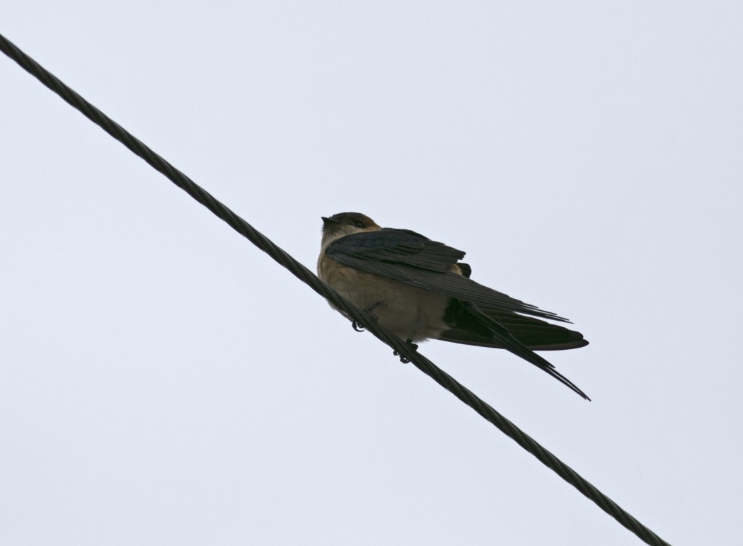 European Red-rumped Swallow