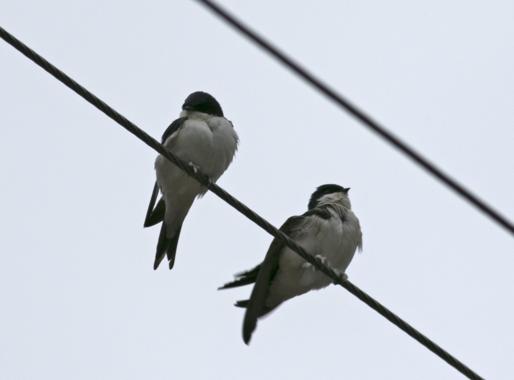 Western House Martin