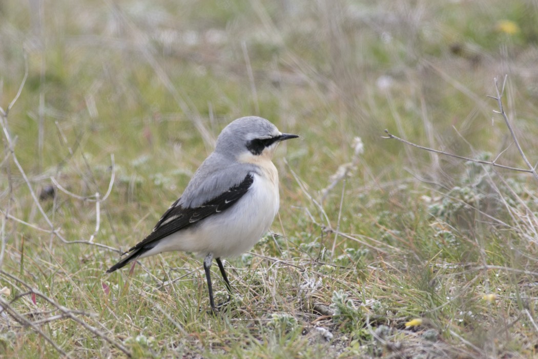 Northern Wheatear