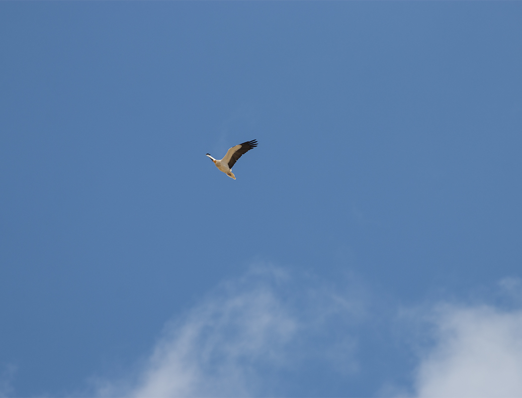 Egyptian Vulture