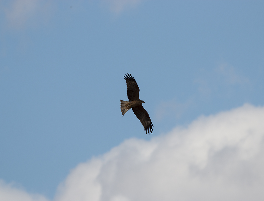 Black Kite