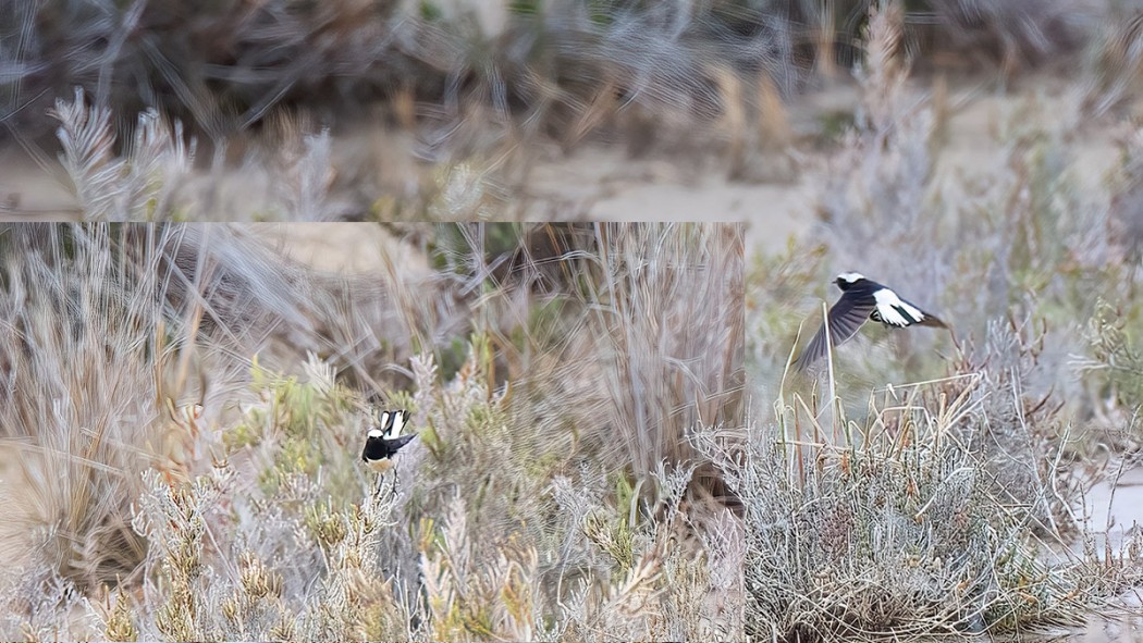 Pied Wheatear