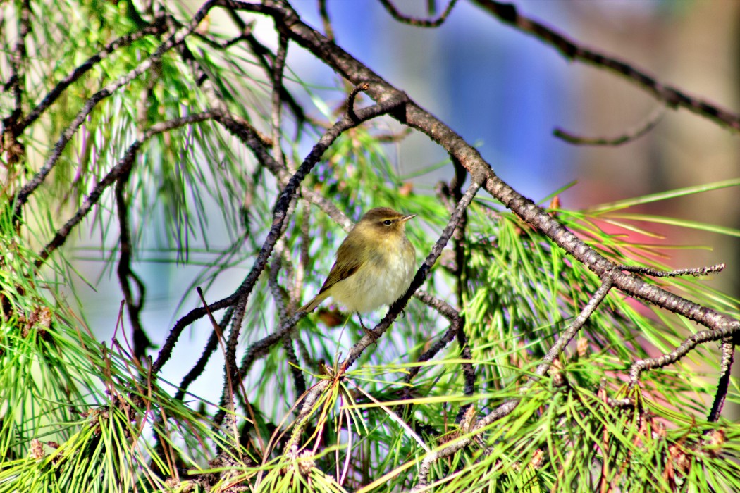 Common Chiffchaff