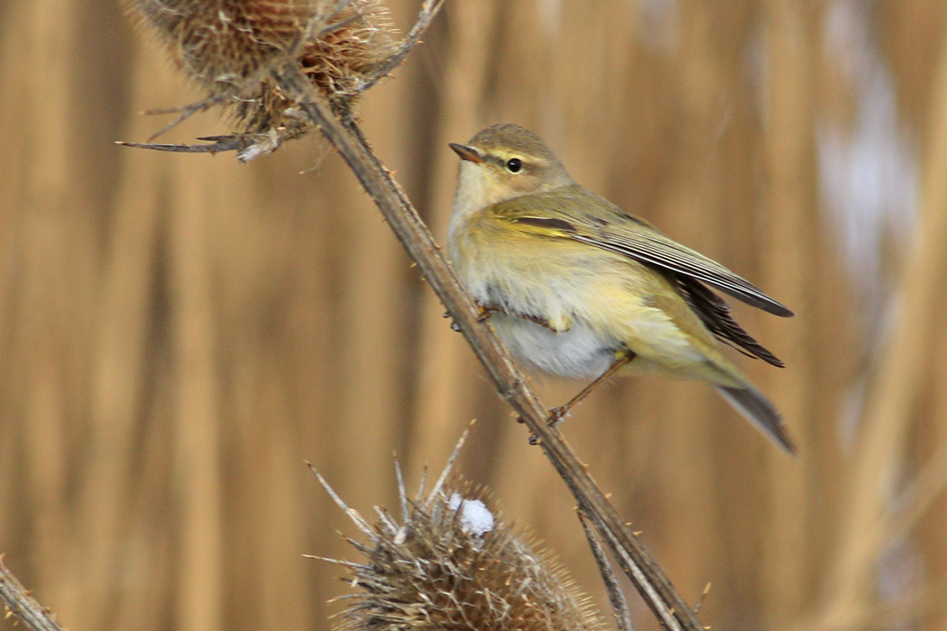 Common Chiffchaff