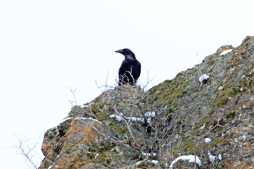 Northern Raven