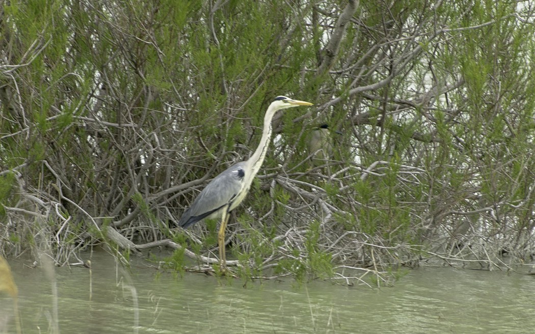 Grey Heron