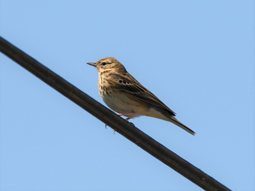 Tree Pipit