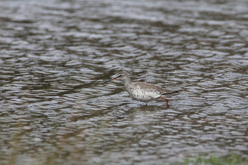 Common Redshank