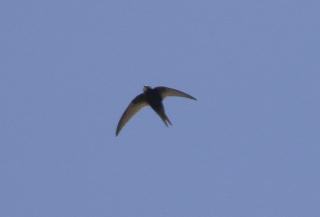 Common Swift