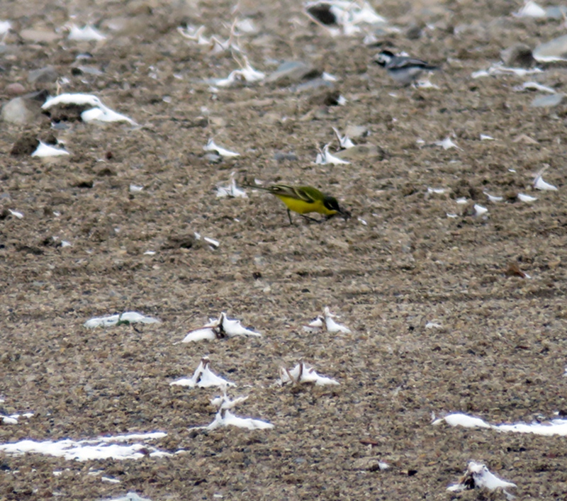 Western Yellow Wagtail