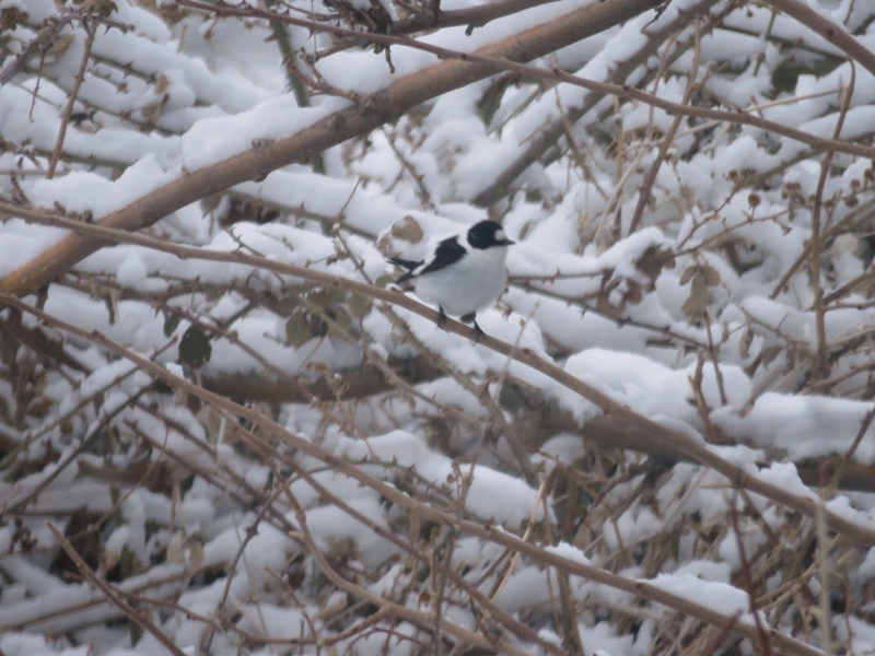 Collared Flycatcher