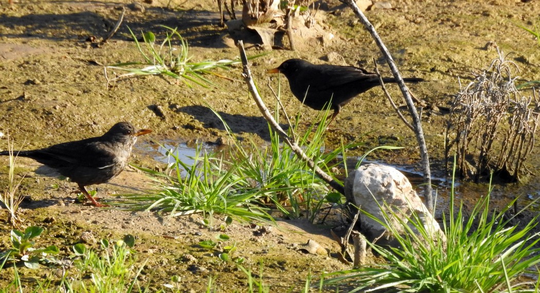 Common Blackbird