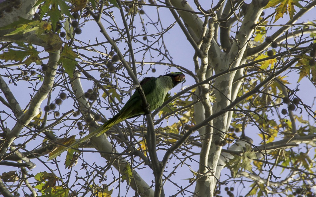 Alexandrine Parakeet