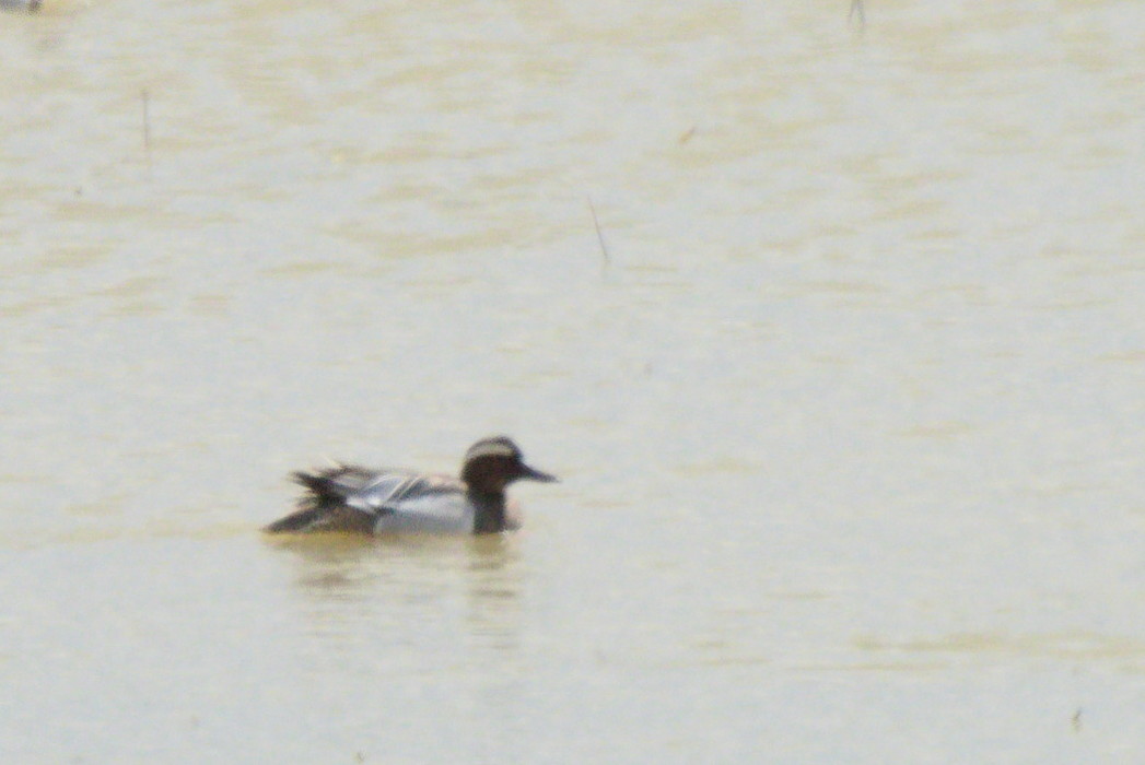 Garganey
