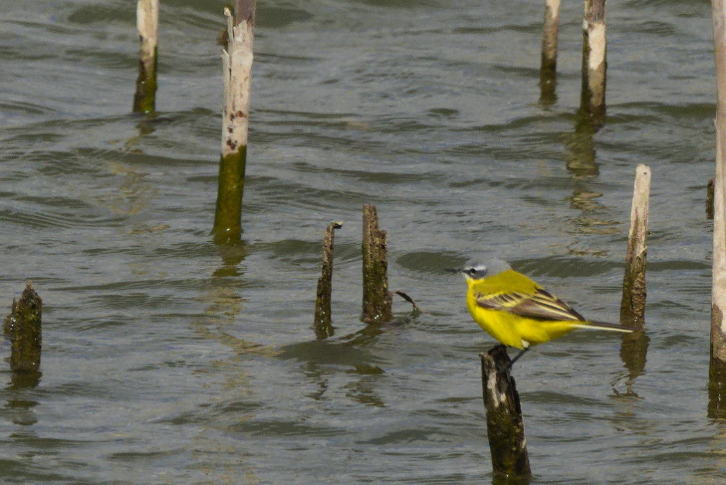 Western Yellow Wagtail