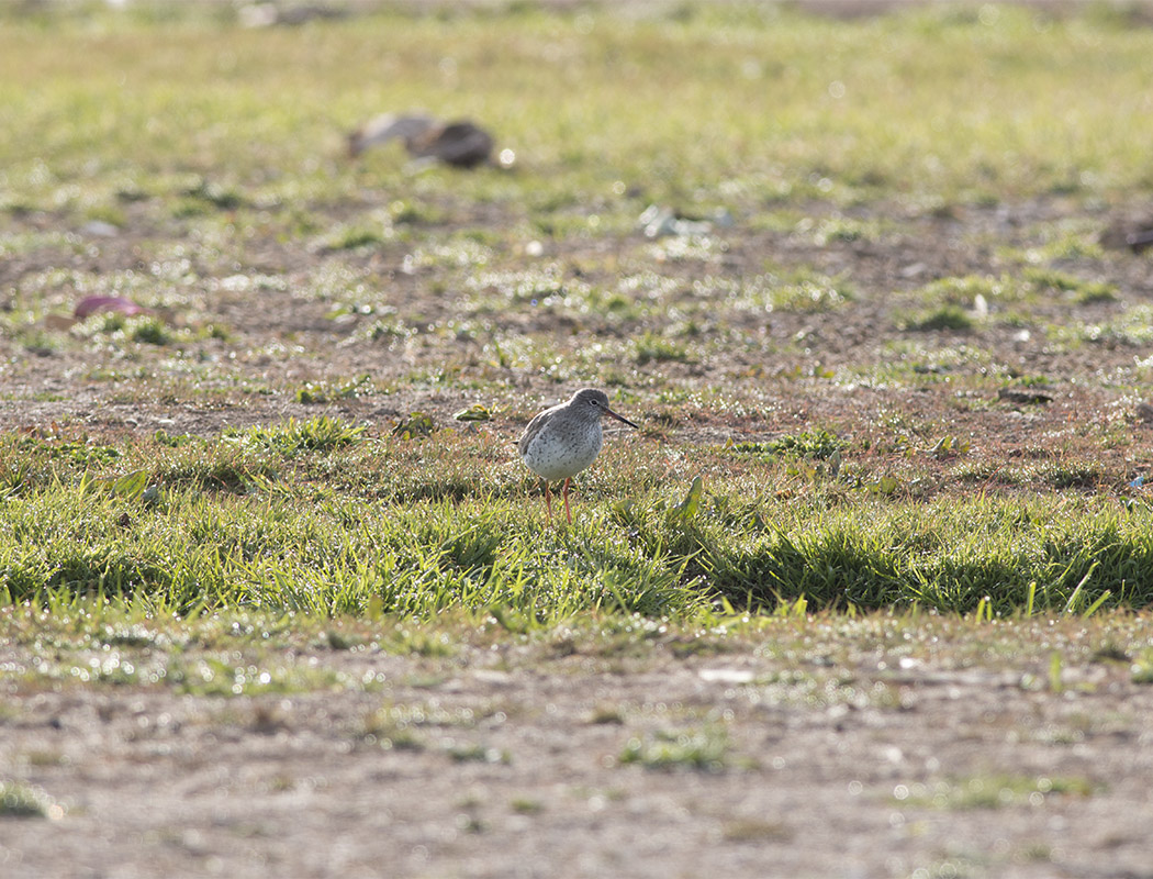 Common Redshank