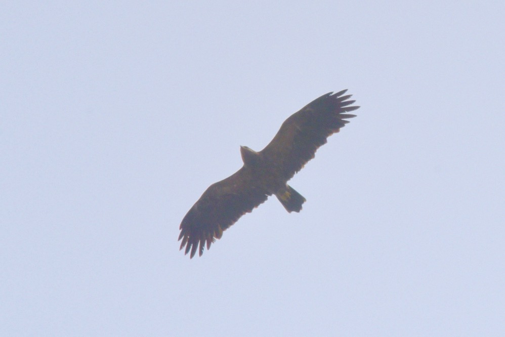Lesser Spotted Eagle