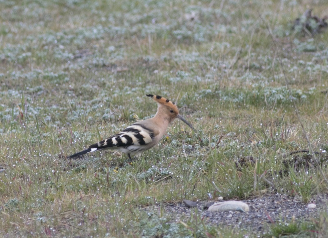 Common Hoopoe