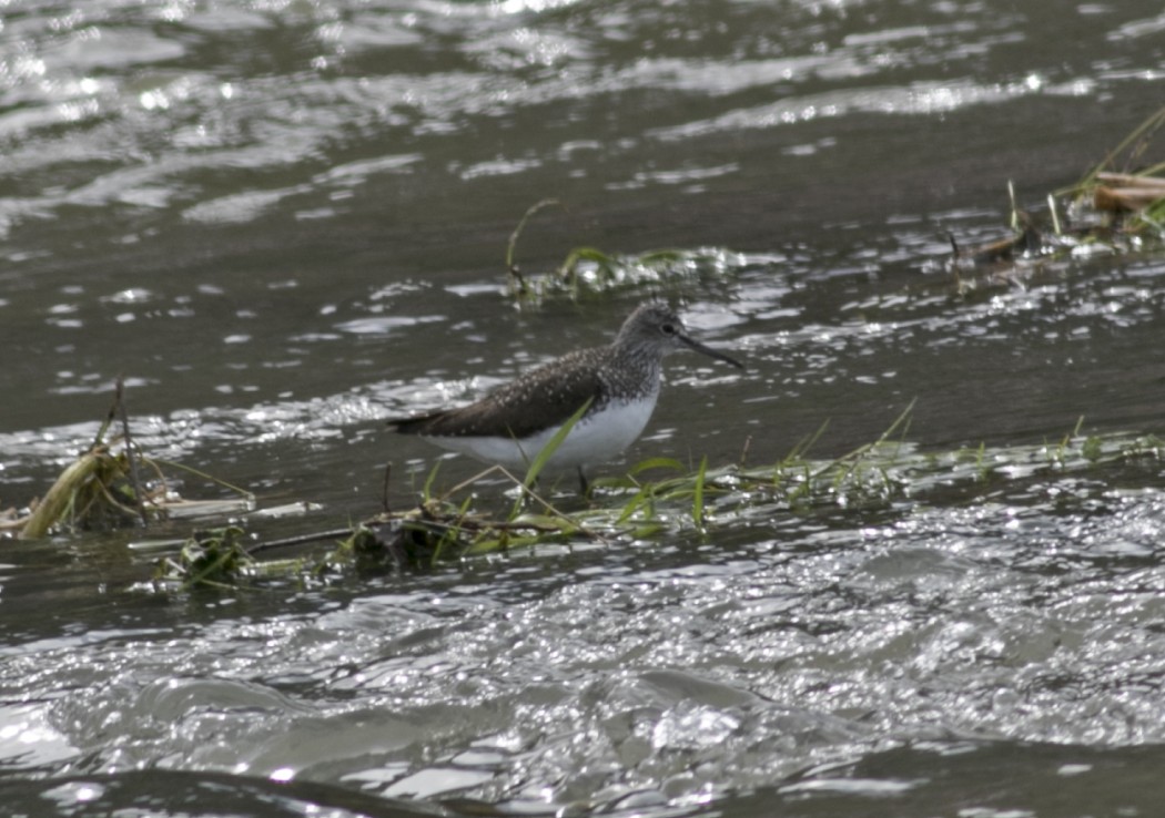 Green Sandpiper