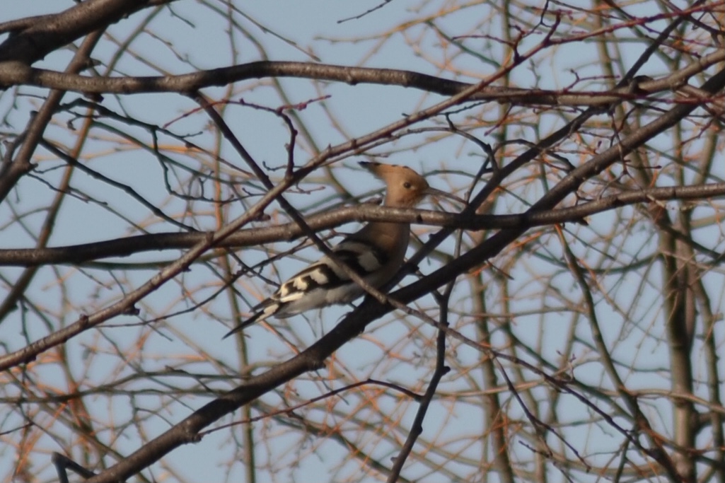 Common Hoopoe