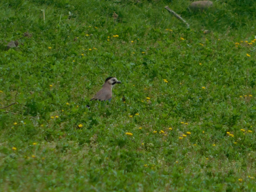Eurasian Jay