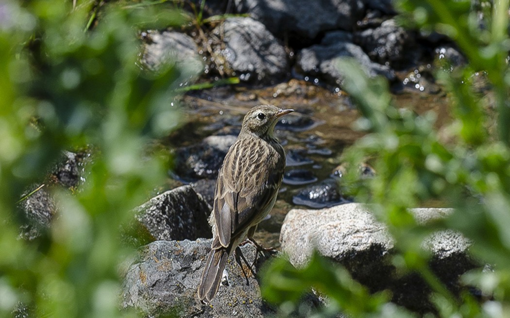 Water Pipit