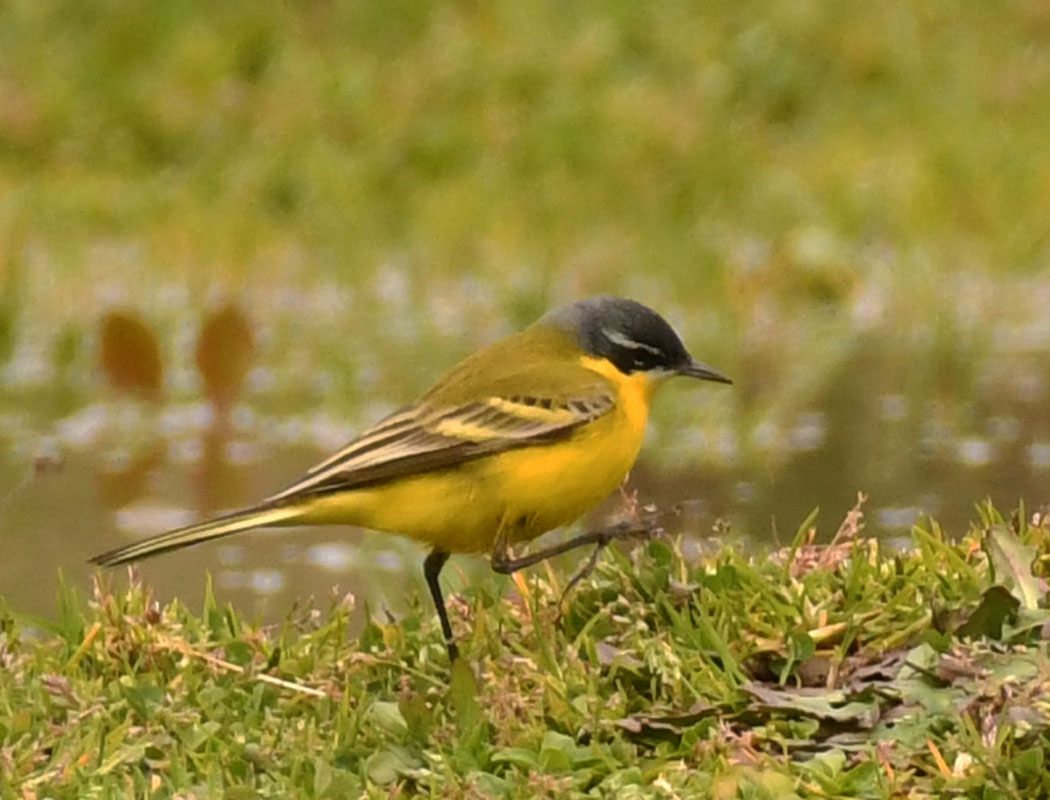 Western Yellow Wagtail