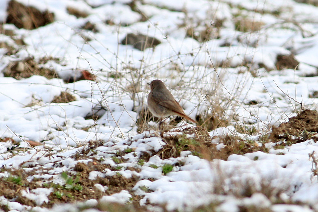 Black Redstart