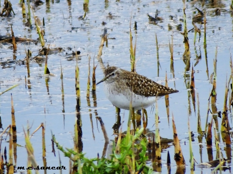 Wood Sandpiper