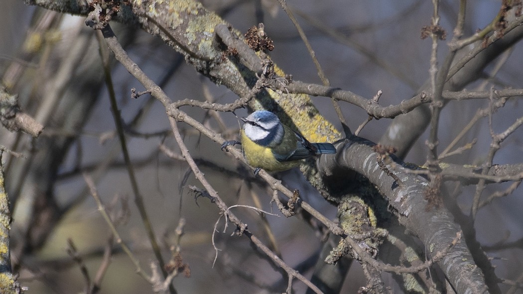 Eurasian Blue Tit