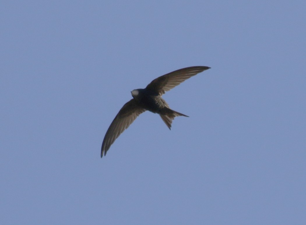 Common Swift