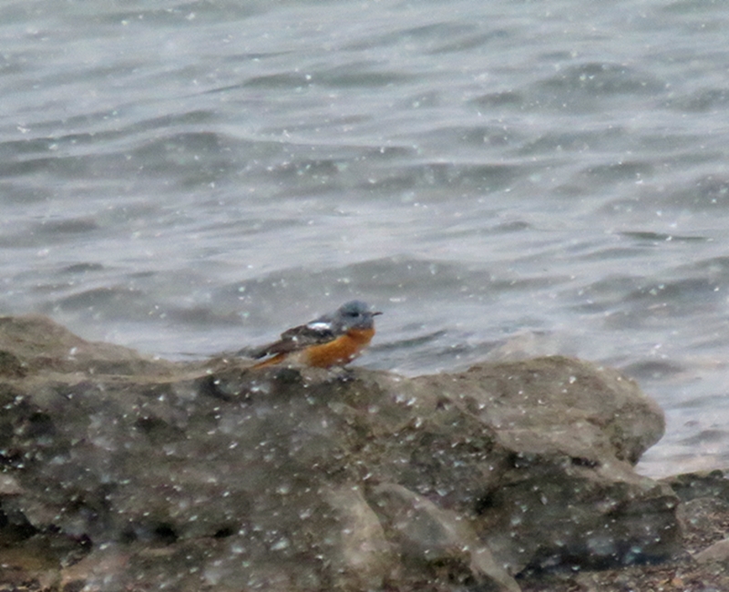 Common Rock Thrush