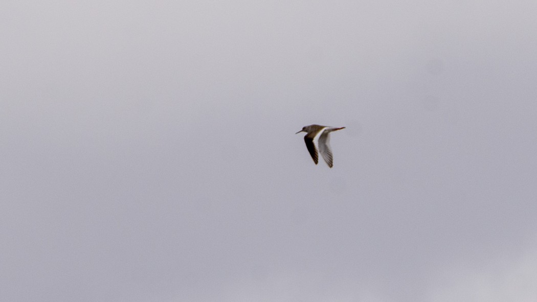 Common Redshank