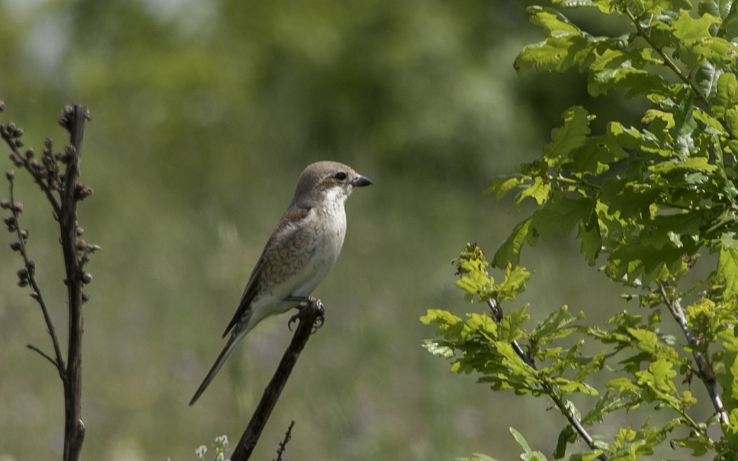 Red-backed Shrike