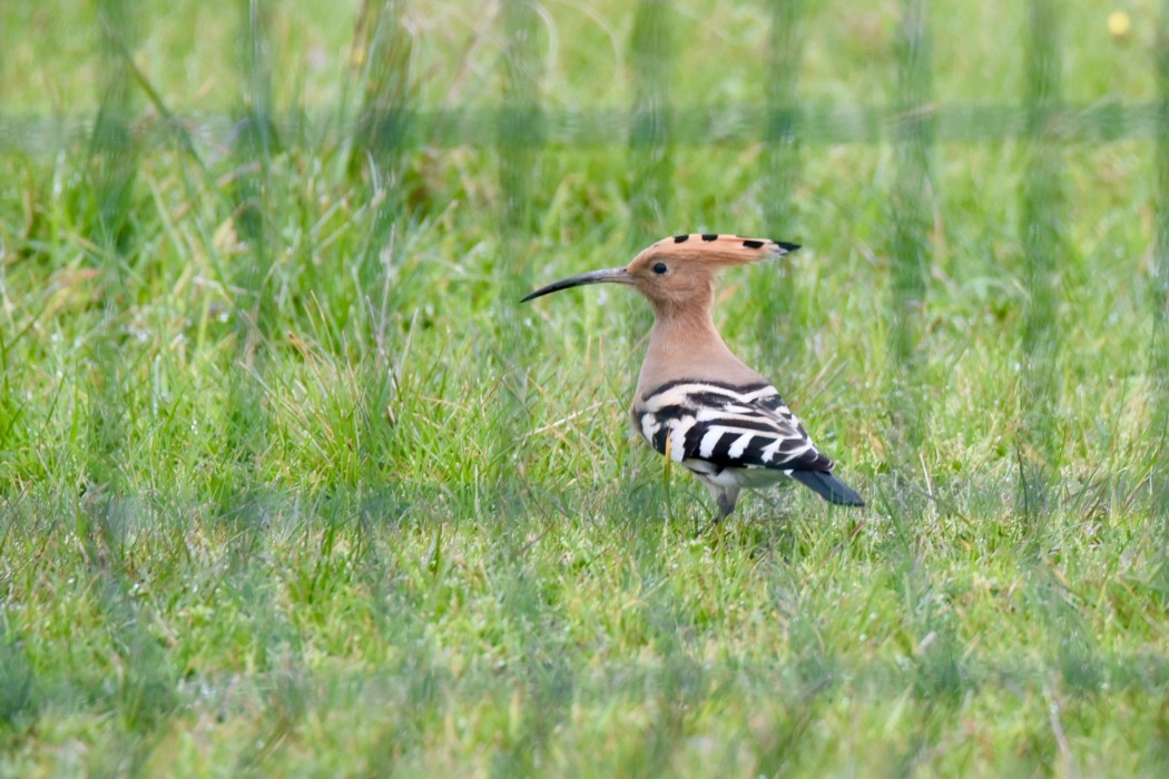 Common Hoopoe