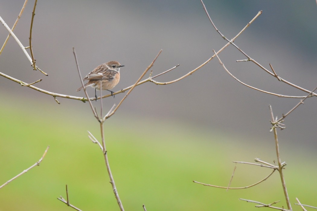 European Stonechat