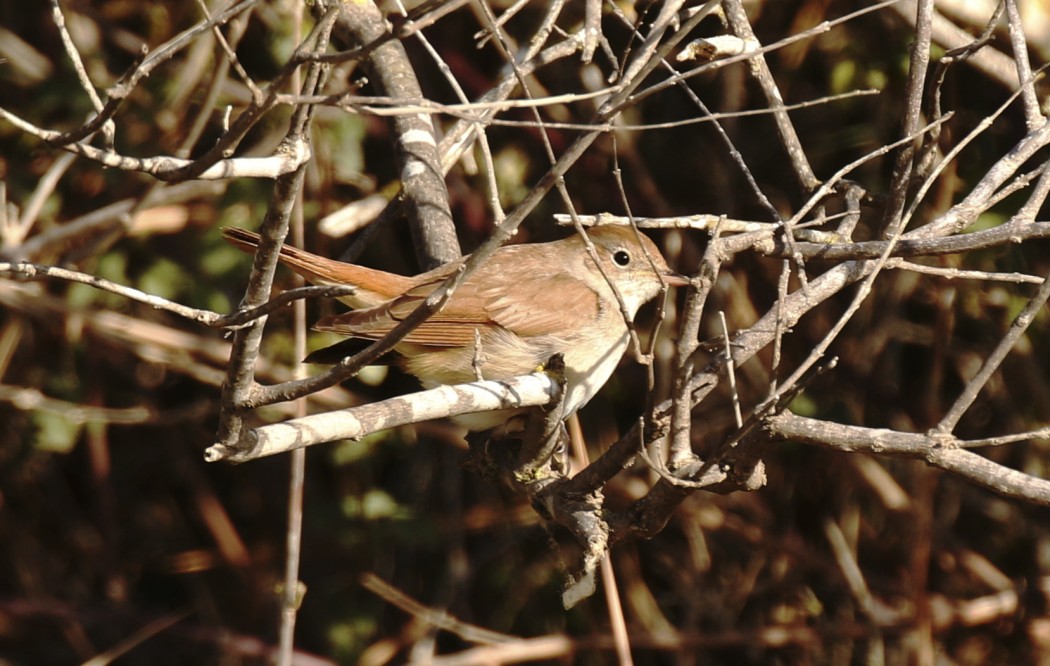 Common Nightingale