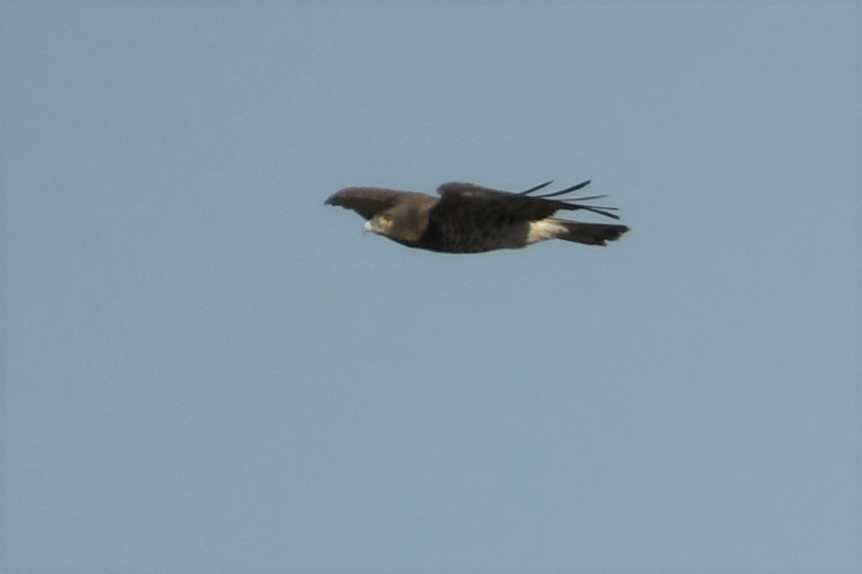 Short-toed Snake Eagle
