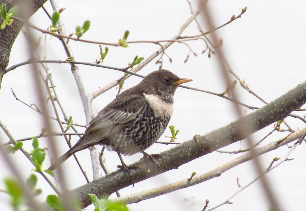Ring Ouzel