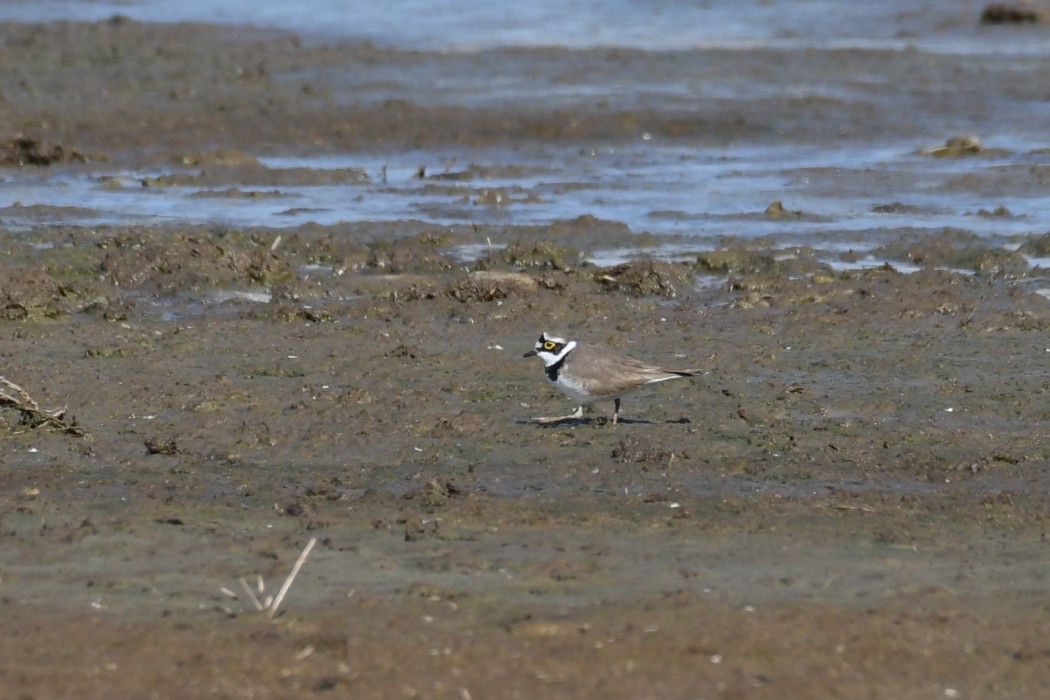 Little Ringed Plover