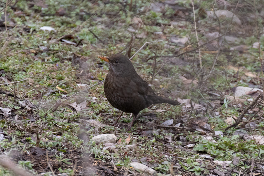 Common Blackbird
