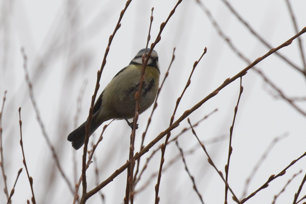 Eurasian Blue Tit